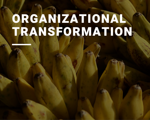 programme of organization transformation
